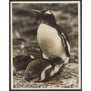 Gentoo Penguin and Chick: Exclusive Portrait from Heard Island ...