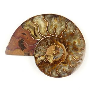 Fossils and geodes - price guide and values