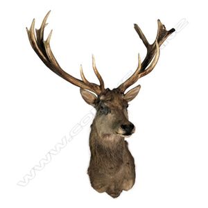 A taxidermy 16-pointer red deer shoulder mount, the antler…