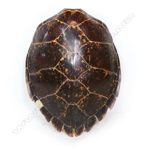 Sea Turtle Shell (Vintage), 19