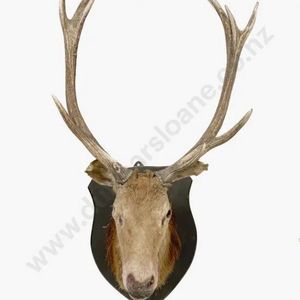12 Point Deer Rack 12 Point Red Deer Head Taxidermy Mount - 110cm Height - Natural History ...
