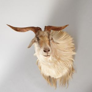 A taxidermied head of a Mongolian cashmere goat, height 45 cm,…