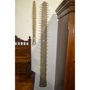 Antique large taxidermy saw fish bill, 1.5m, ex. Cooktown Museum