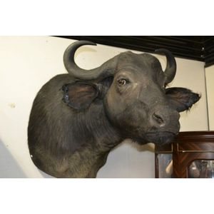 Antique rare African Cape Buffalo shoulder mount trophy