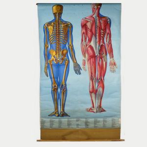 A vintage American medical wall chart 'Skeleton and Musculature,…