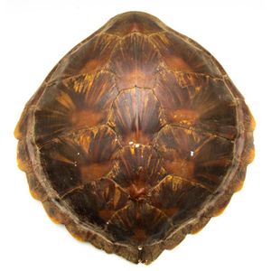 Turtle Shells  Hermann  Approx   10 CM   Long