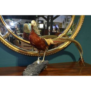 Taxidermy golden pheasant, excellent specimen of a male…