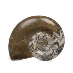 A large polished ammonite fossil, 24 cm wide