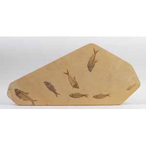 Diplomystus Dentatus, reputedly Eocene Period, fossilized fish…