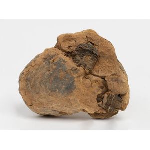 A fossilised stone encased trilobite, 30 cm across