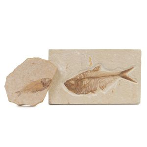 Two fossilised Diplomystus, the largest 7.5 x 12 cm