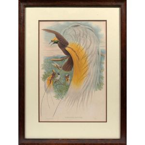 John Gould (1804-1881), Paradisea papuana, hand coloured…