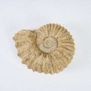 A good large Jurasssic period Perisphinctes ammonite, found in…