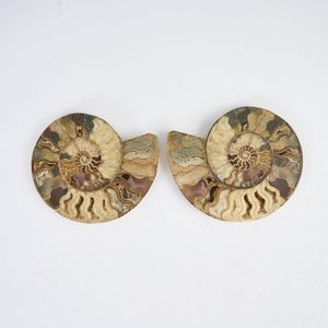 A good Madagascar Jurassic period ammonite, cut as a pair and…