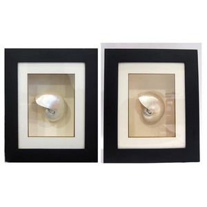 Two pearl white Nautilus sea shells, each mounted & framed in a…