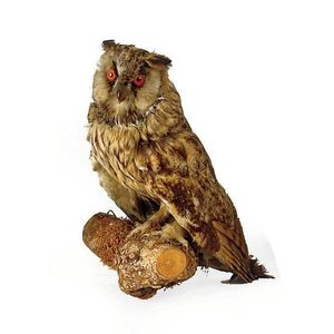 A taxidermied barn owl, modelled perched upon a branch section…