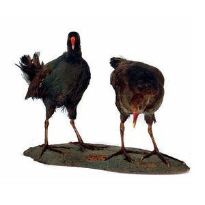 A pair of taxidermied marsh hens, one modelled searching for…