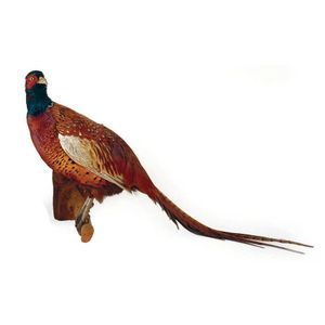 A taxidermied pheasant with iridescent red/bronze plumage and…