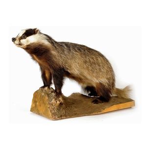 A taxidermied badger, modelled standing upon a natural wood…
