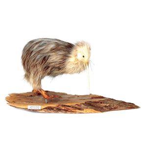 A taxidermied North Island brown kiwi with partial albino…