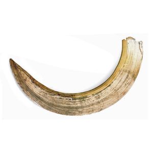 A large trophy hippopotamus lower curved canine tusk, with…