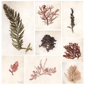 A 19th century album containing 209 pressed seaweed specimens…