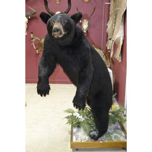 Antique North American black bear, full mount standing on…
