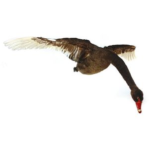 A taxidermied black swan in full flight. Width from wing tip to…