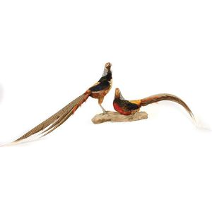 A pair of taxidermied Lady Amherst's pheasants, one seated and…