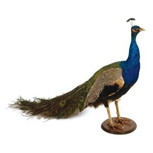 A taxidermied male peacock, the brightly coloured bird standing…