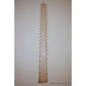 A vintage sawfish Rostrum. Pristidae family species. Length 140…