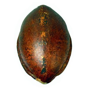 A large old turtle shell, semi-polished matt finish, some minor…