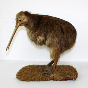 A vintage taxidermy adult brown kiwi, standing on a rectangular…