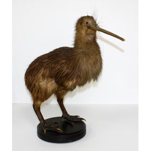 A vintage taxidermy adult brown kiwi, standing on a circular…