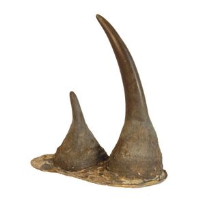 A pair of old rhinoceros horns, from the one animal with…