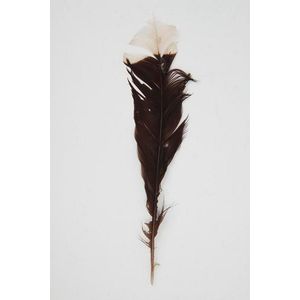 Huia Feather. Rare tail feather from extinct huia. Single huia…