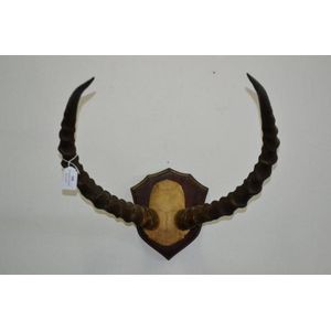 Impala mounted horns, Ex Desmond Barnes collection, approx 50…