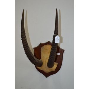 Large sable antelope, mounted horns, Ex Desmond Barnes Estate,…
