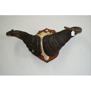 Buffalo skull mounted, Ex Desmond Barnes collection, approx 66…