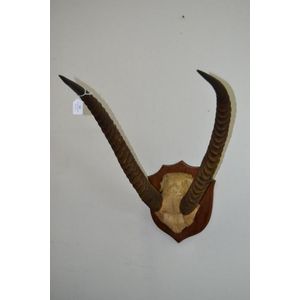 Gazelle skull and horns, Ex Desmond Barnes collection. Approx…