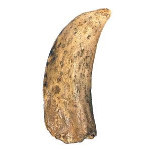 whalebone baleen vertebrae evidence