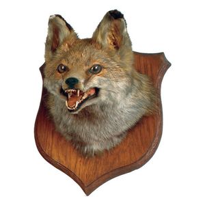 A taxidermy head and shoulder mount of a fox, oak wall mounting…