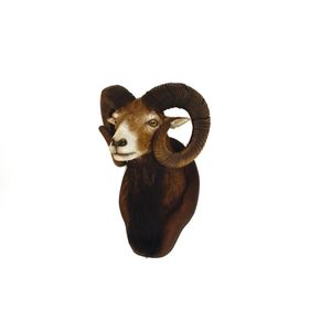 A good taxidermy shoulder mount mouflon, a sub-species group of…