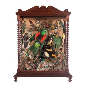 Antique 19th C Victorian Diorama of 40 taxidermy tropical birds