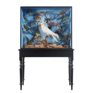 A large Australian bird diorama on stand, 19th century, 156 cm…