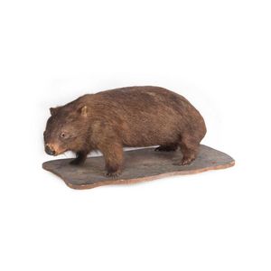 A taxidermy wombat, early 20th century. Note: This lot has been…