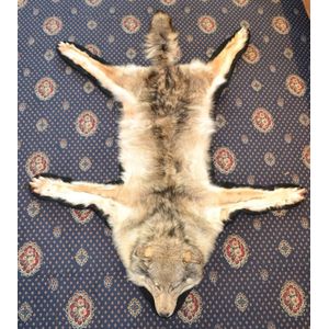 A Canadian grey Wolf (Canis Iupus) rug with mounted head, with…