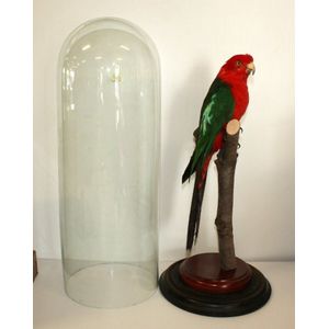 A taxidermy king parrot in 19th century glass dome. 55 cm high