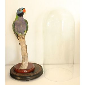 A taxidermy Alexandria parrot in 19th century glass dome. 50 cm…
