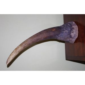 Large Antique rhinoceros horn, this is a pre 1950 specimen. It…